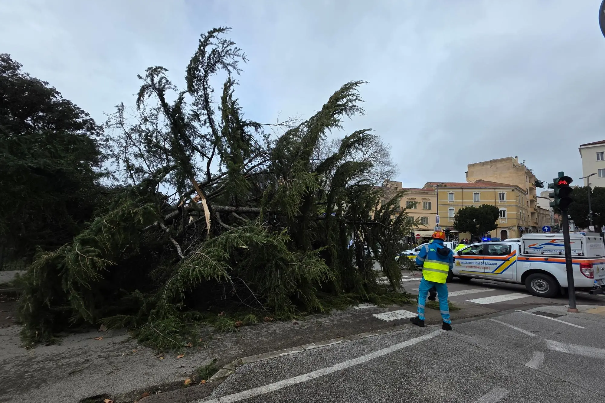 L'albero caduto (Floris)