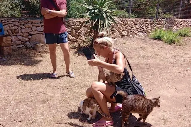 La colonia felina di Su Pallosu (foto concessa)