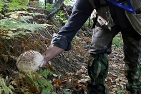 Scano Montiferro, invasione dei cercatori di funghi (foto Pintus)