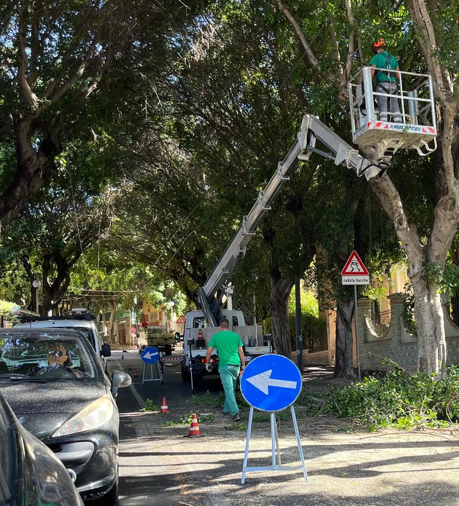 Viale Merello, nuove potature. Ma la strada resta aperta