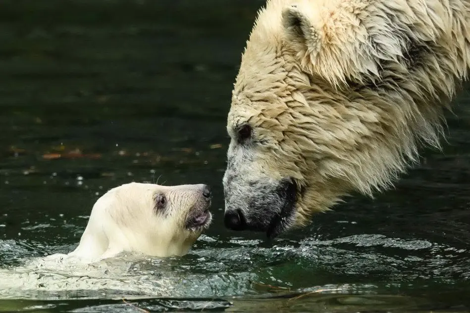 Primo bagnetto e prima uscita in pubblico per il piccolo orso