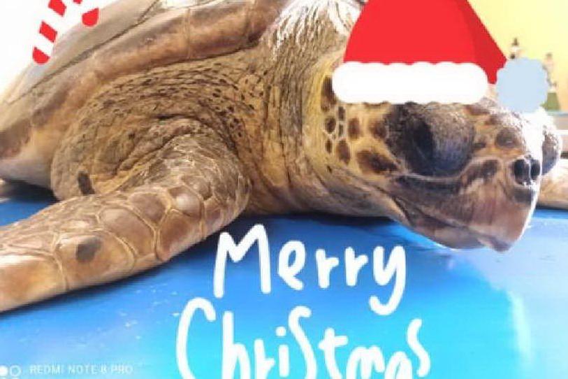 Dall'Asinara il &quot;Buon Natale&quot; arriva dalla tartaruga Madeleine