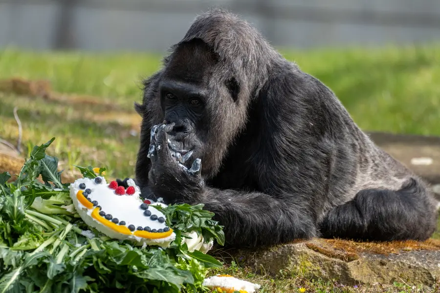 epa09887556 Gorilla Fatou eats the cake made of rice and fruit served to her on the occasion of her 65th birthday at the Zoological Garden Berlin, in Berlin, Germany, 13 April 2022. Gorilla lady Fatou will turn 65 on 13 April 2022, making her the oldest gorilla in the world. EPA/CONSTANTIN ZINN
