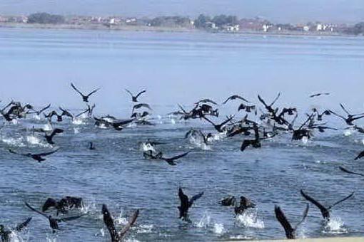 Oristano, sbloccati gli indennizzi ai pescatori per i danni dei cormorani