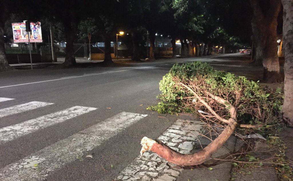 Uno dei rami caduti sull'asfalto in viale Trieste