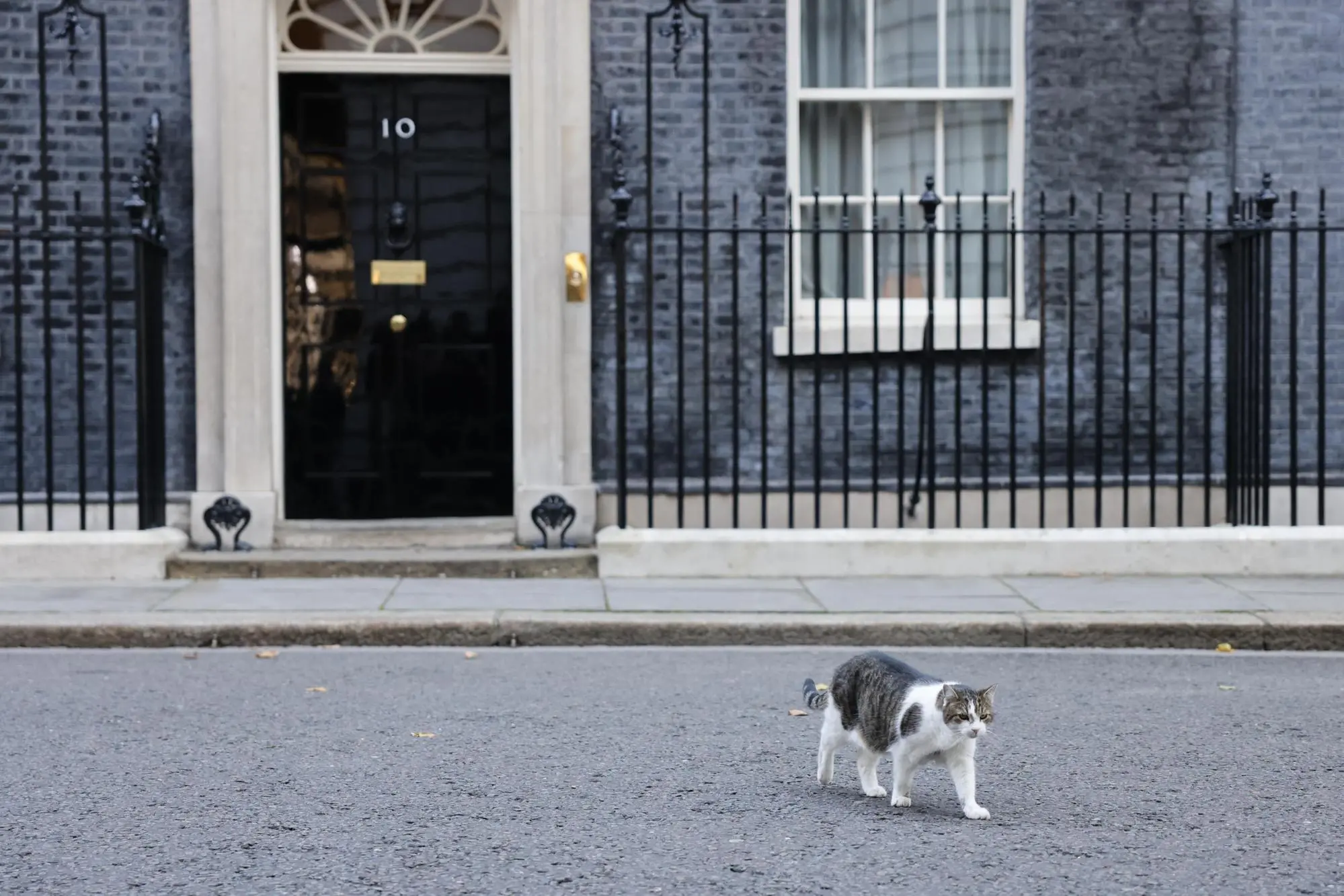 epa10250206 Larry, the Downing Street cat in Downing Street, London, Britain, 18 October 2022. Prime Minister Liz Truss is chairing a cabinet meeting. EPA/TOLGA AKMEN