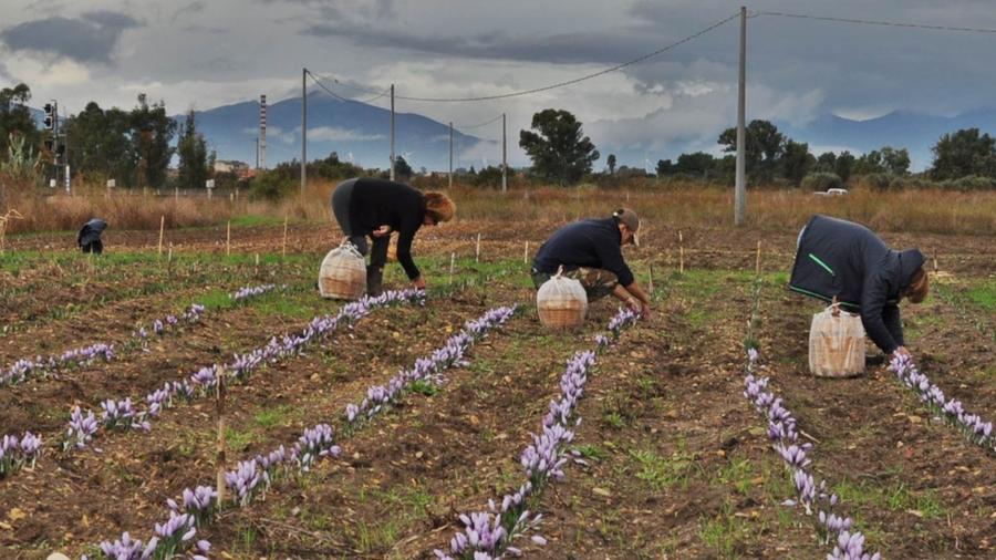 San Gavino, addio alla grande industria: si punta su miele, riso e zafferano