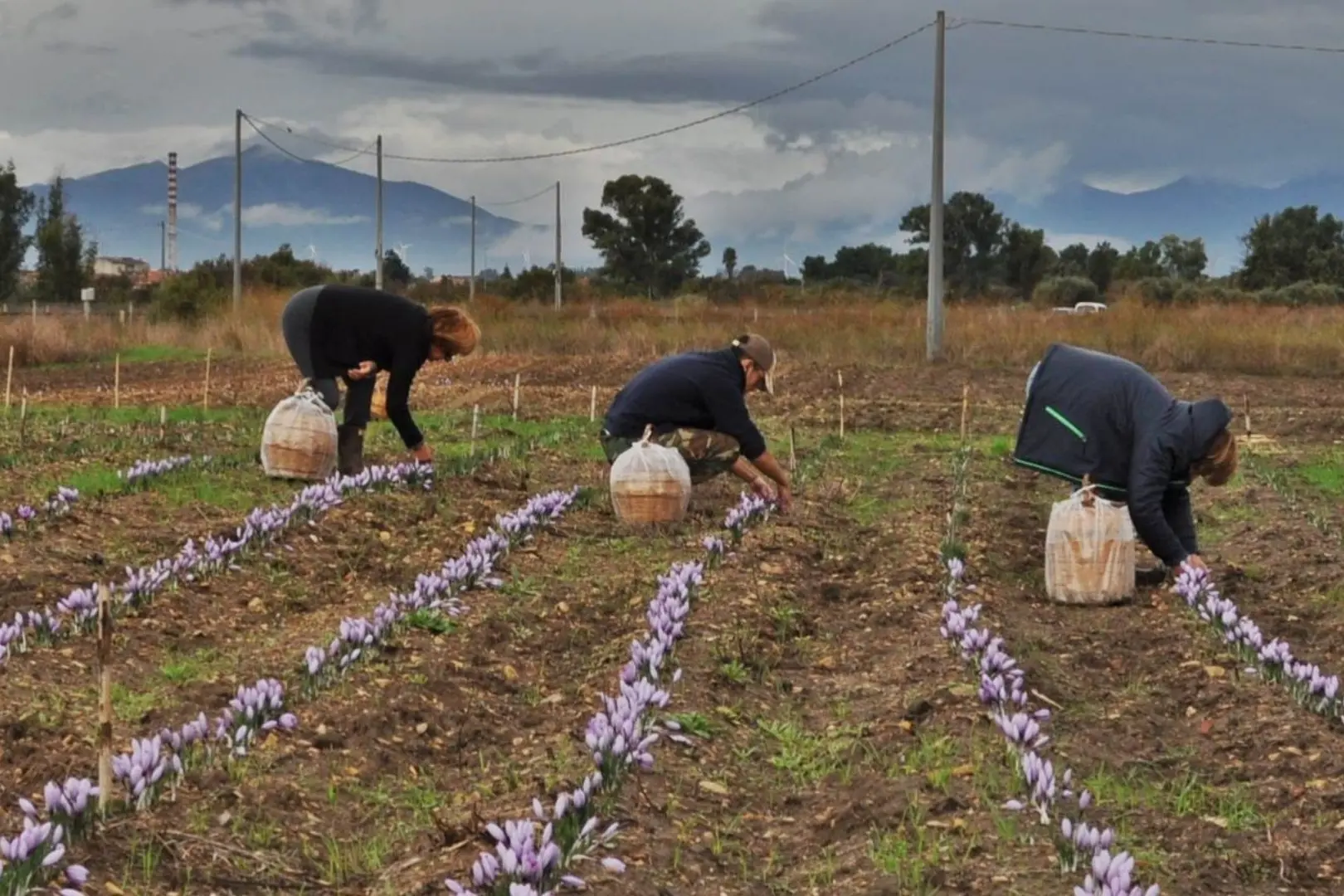 La raccolta dello zafferano a San Gavino Monreale