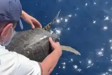 La tartaruga (foto Guardia costiera)