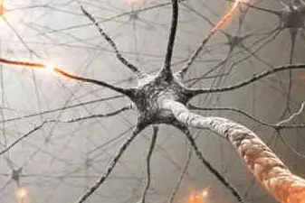 La Sclerosi multipla è una malattia che colpisce il sistema nervoso