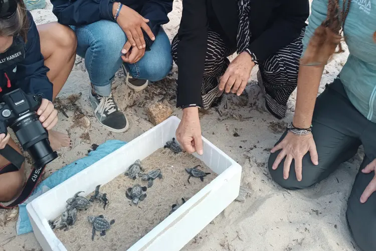 L'Asinara, le tartarughe marine