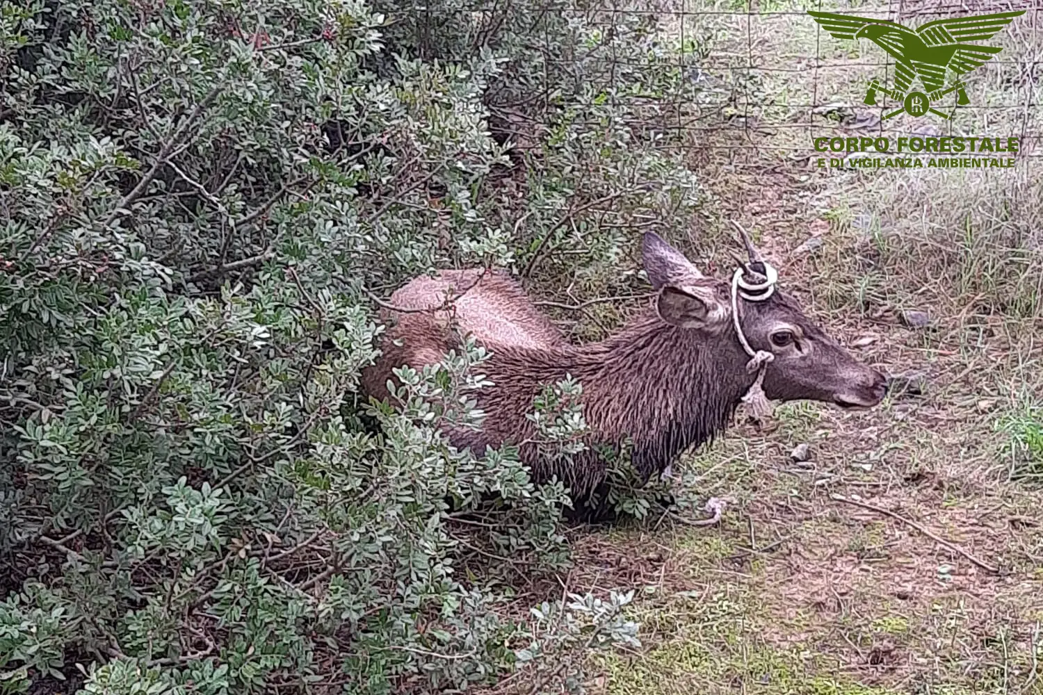 Il cervo messo in salvo dal Corpo Forestale (foto @CorpoForestale)