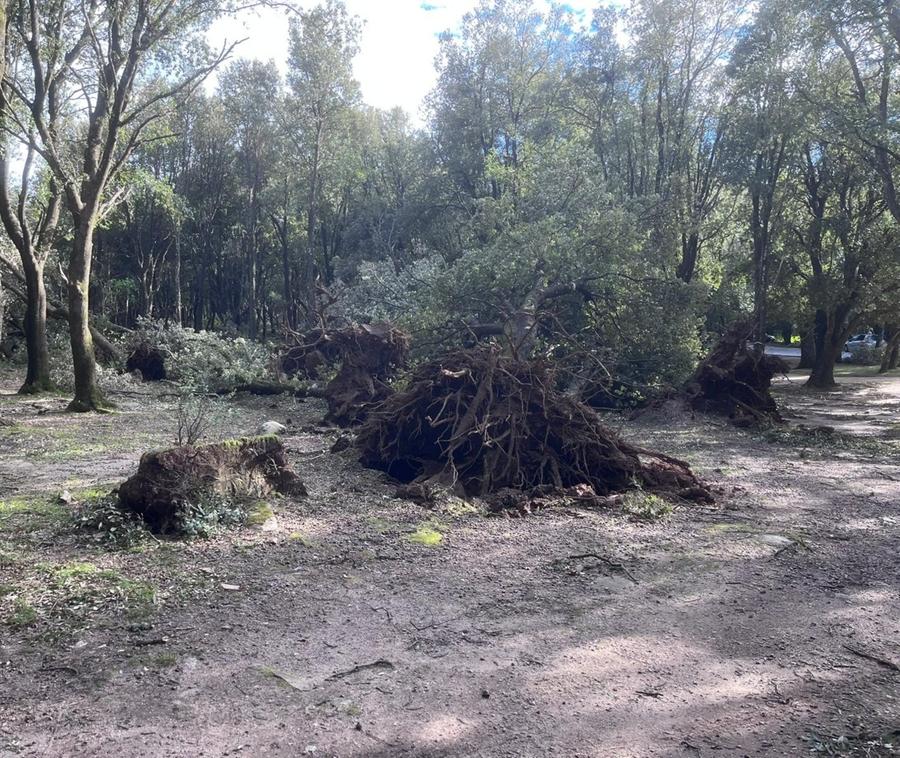 Il vento distrugge i boschi di Villagrande e Lanusei Nuorese, aziende in ginocchio