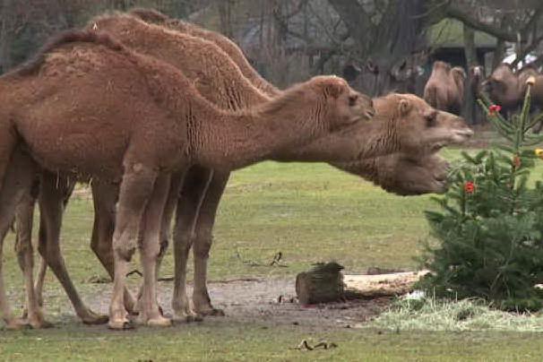 Allo zoo di Berlino alberi di Natale invenduti per gli animali