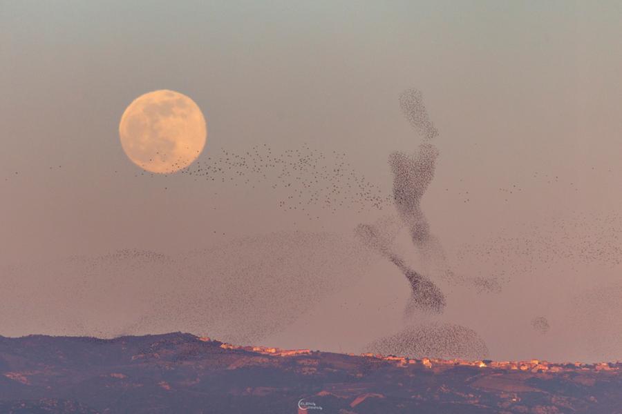 La Luna con la danza degli uccelli nei cieli sardi incanta la Nasa