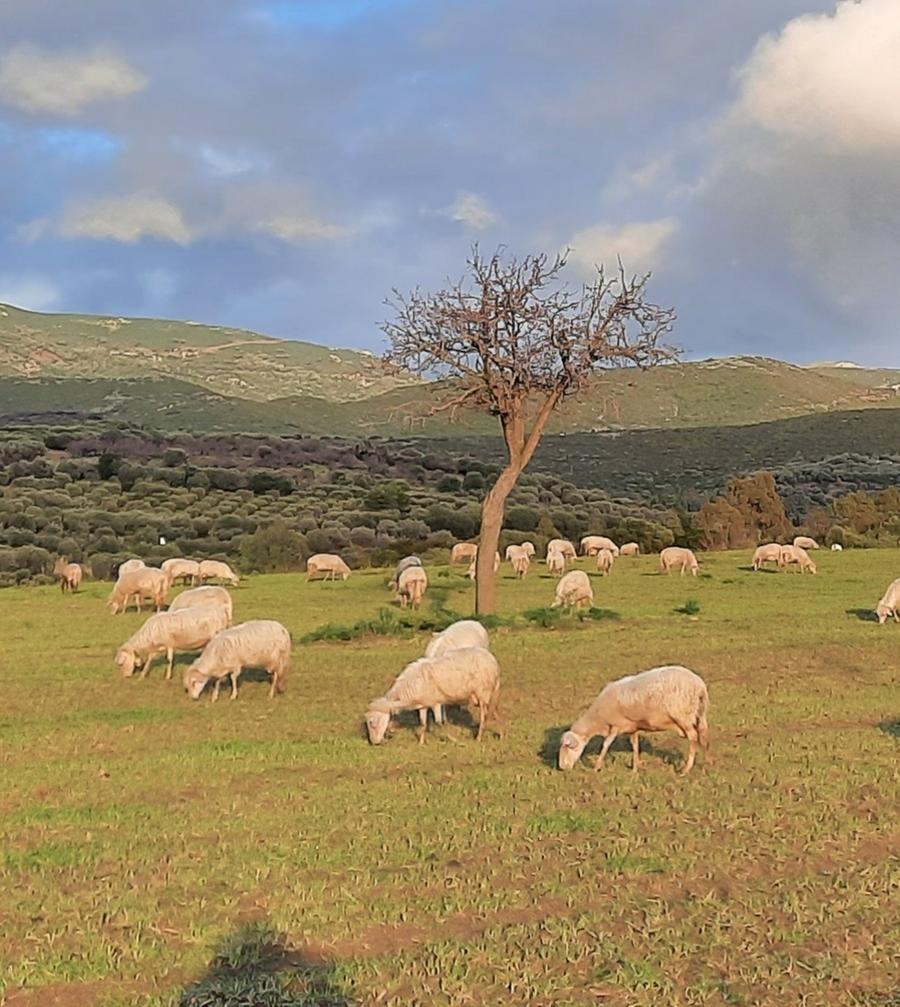 Ovini, il virus dell’Est minaccia l’Isola
