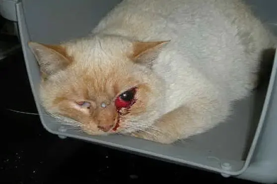 In questa immagine un povero gatto vittima dei maltrattamenti