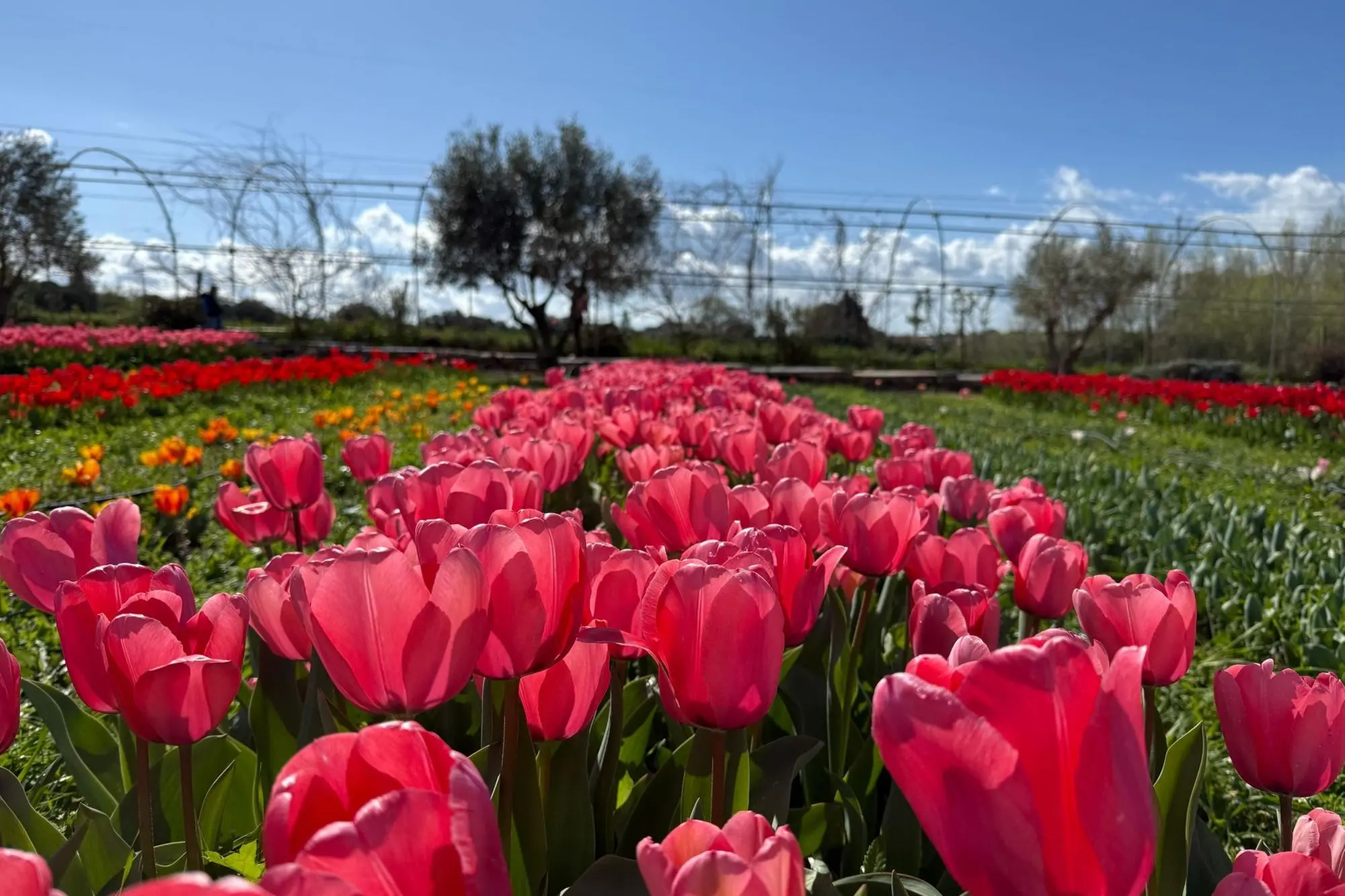 Il Giardino di Lu (Archivio)