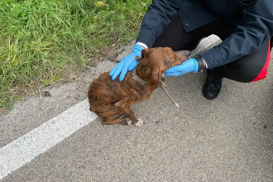 Il cane salvato (foto carabinieri)