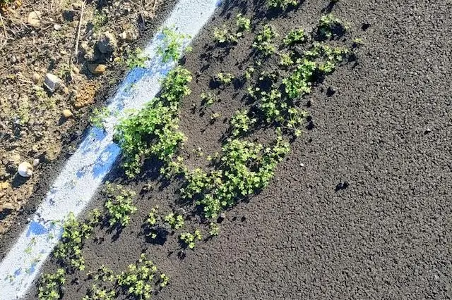 L'erba (foto Sara Pinna)