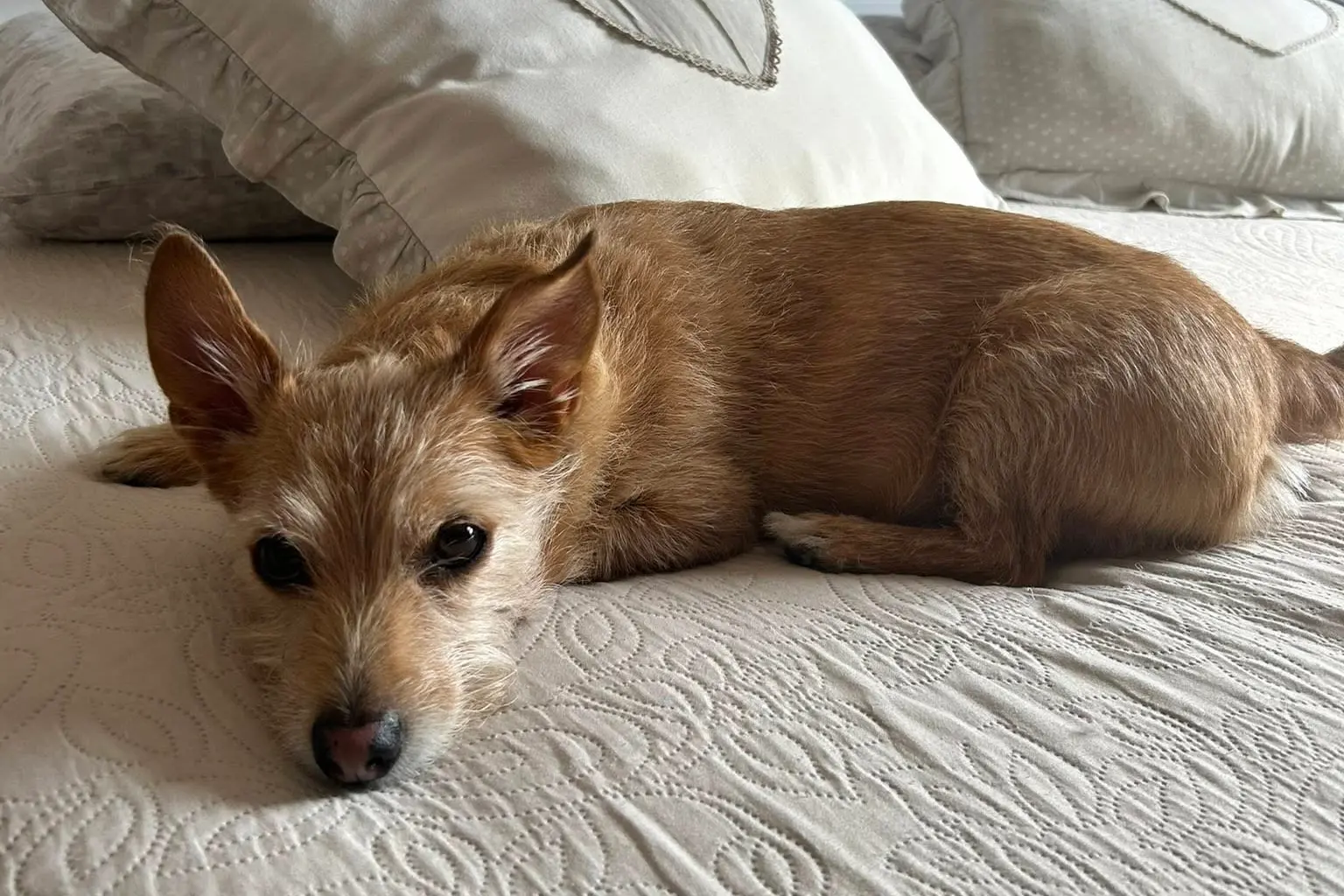 Il cagnolino Milo, aggredito da due pitbull (foto concessa)