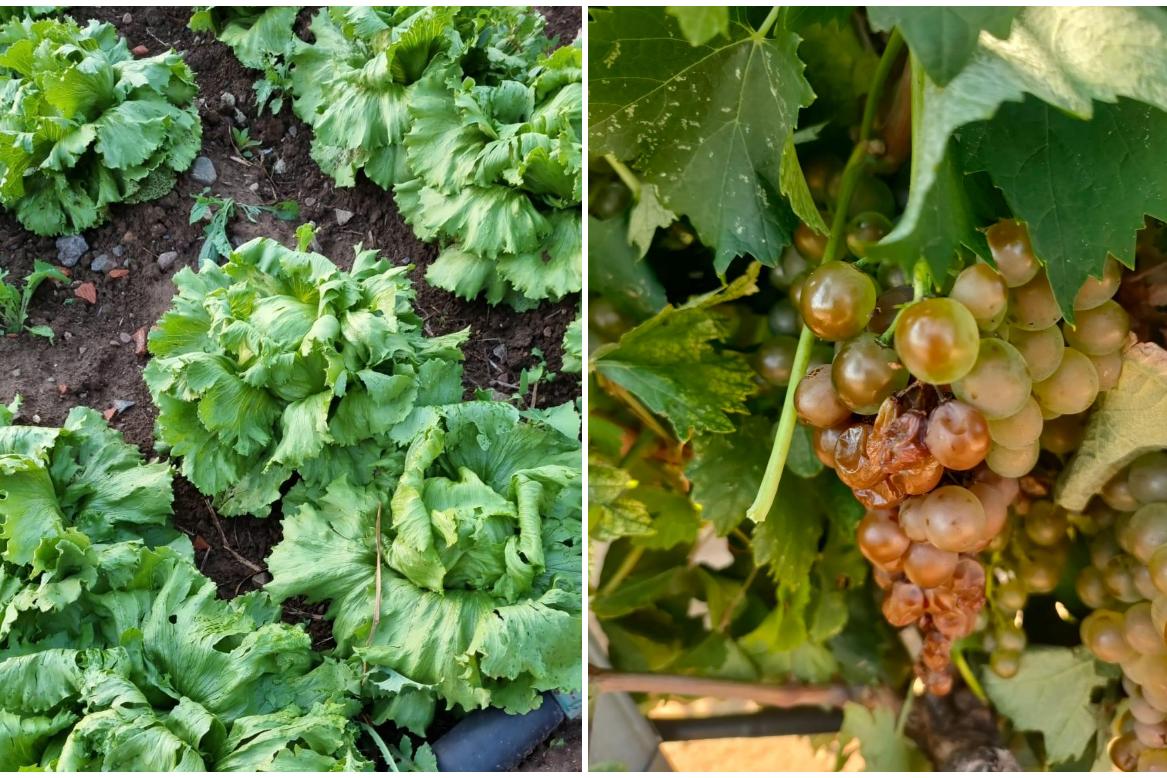 Il maltempo devasta le campagne, Confagricoltura Sardegna: “Danni alle orticole e all’uva”