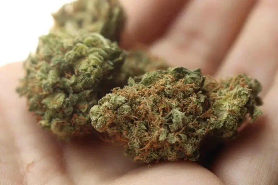 Marijuana