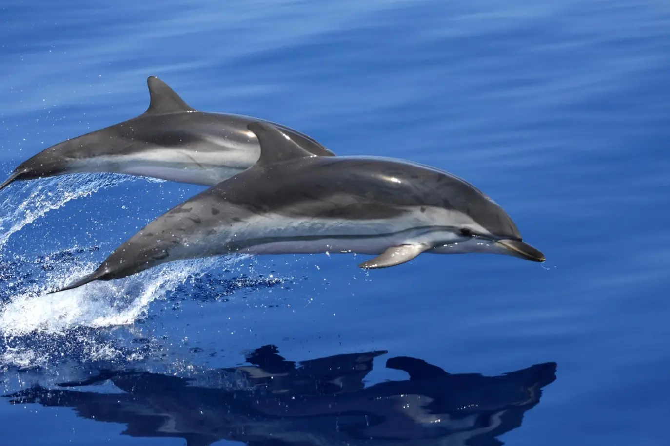 Due delfini del santuario marino Pelagos