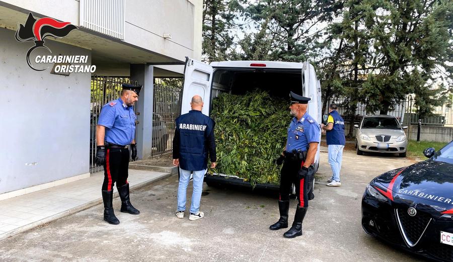 Droga, piantagione nel Terralbese: gli indagati dal giudice