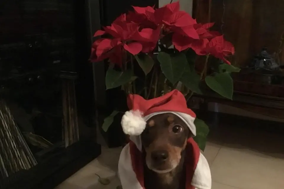 Buon Natale da Bingo