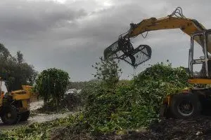 Riola Sardo. invasione del giacinto nel fiume