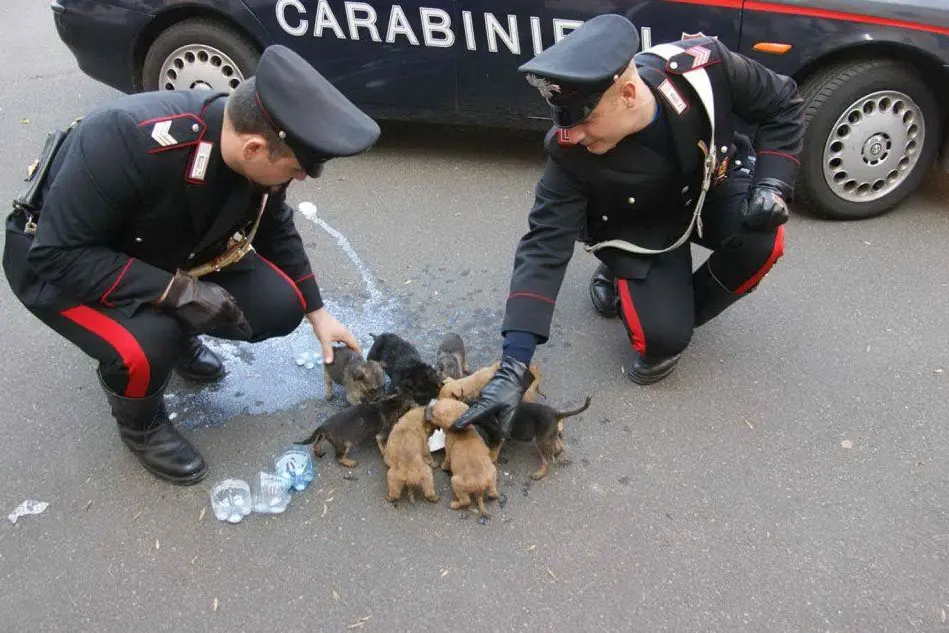 Cuccioli salvati dai carabinieri