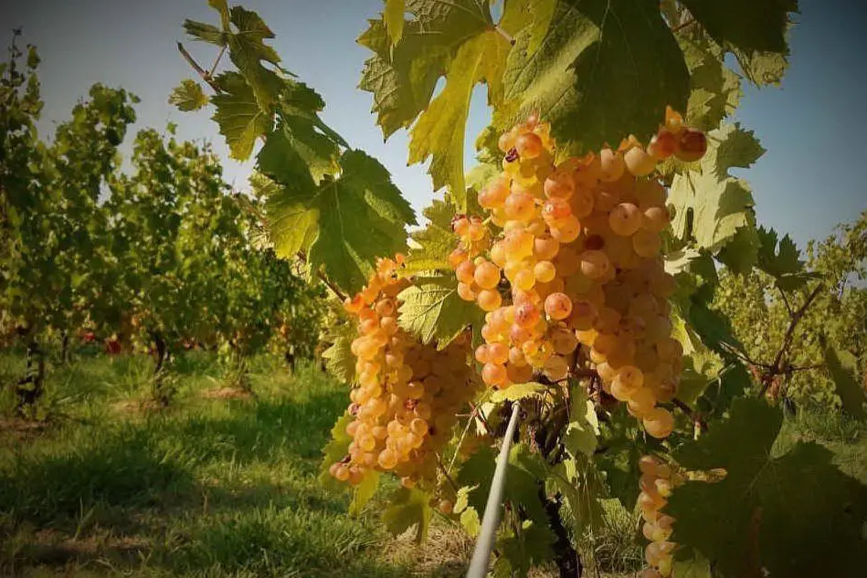 Vermentino
