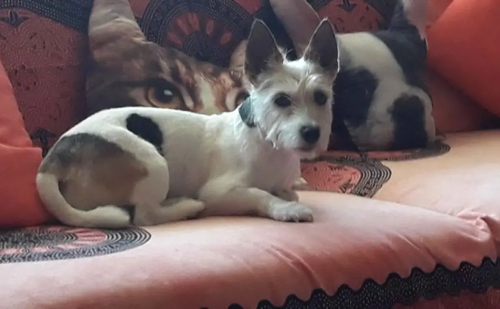 Mimi e Maya di Roberto Etzi, Iglesias