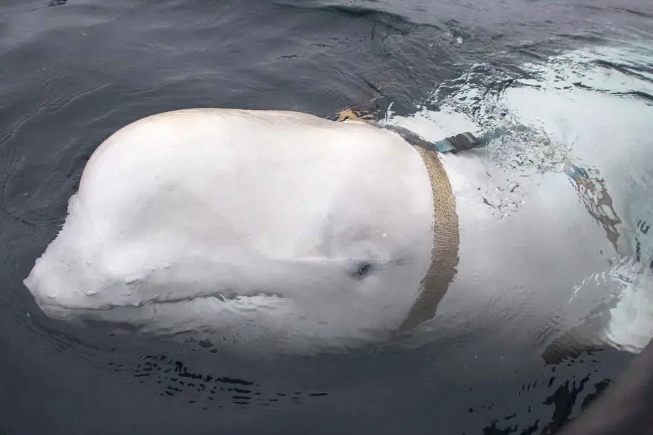 Il beluga trovato dai pescatori (Ansa)