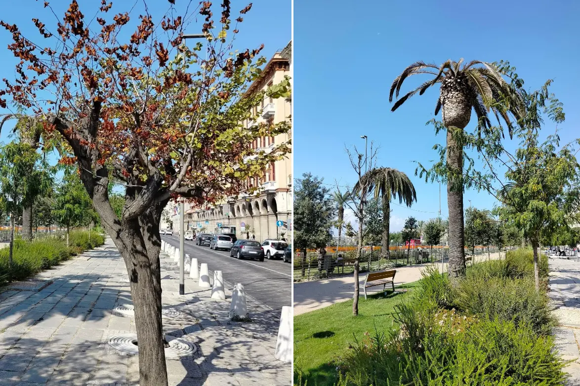 Tote Bäume an der Via Roma