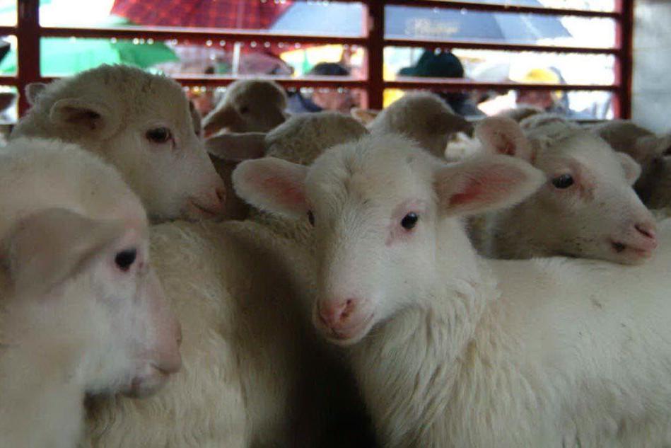 Alcune pecore (Archivio L'Unione Sarda)
