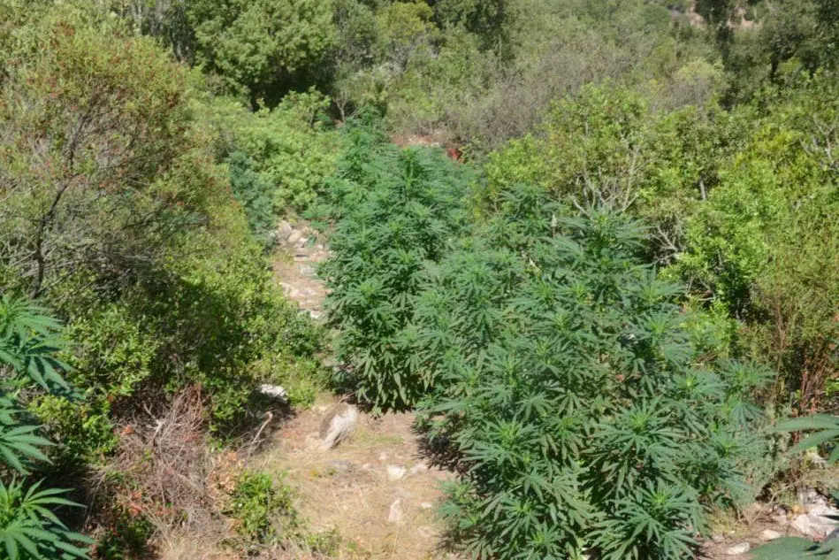 La piantagione nelle campagne di Bitti