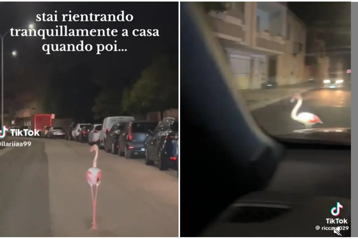 Assemini, il pedone che non ti aspetti: per strada passeggiano fenicotteri