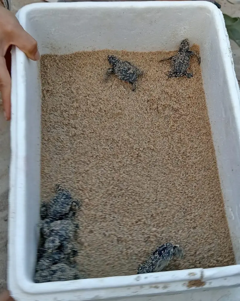 Le tartarughine caretta caretta