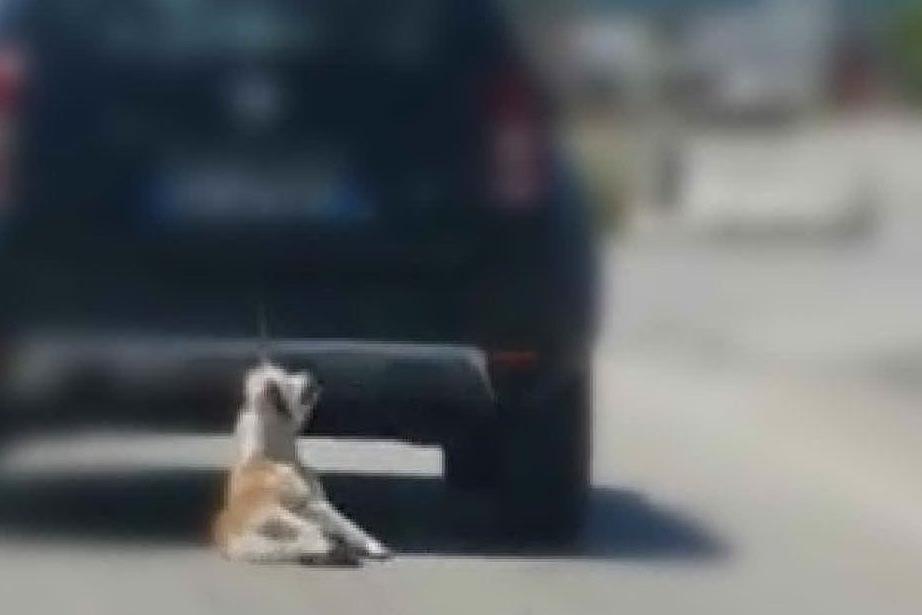 Cane legato a un'auto e trascinato per chilometri: orrore a Trani