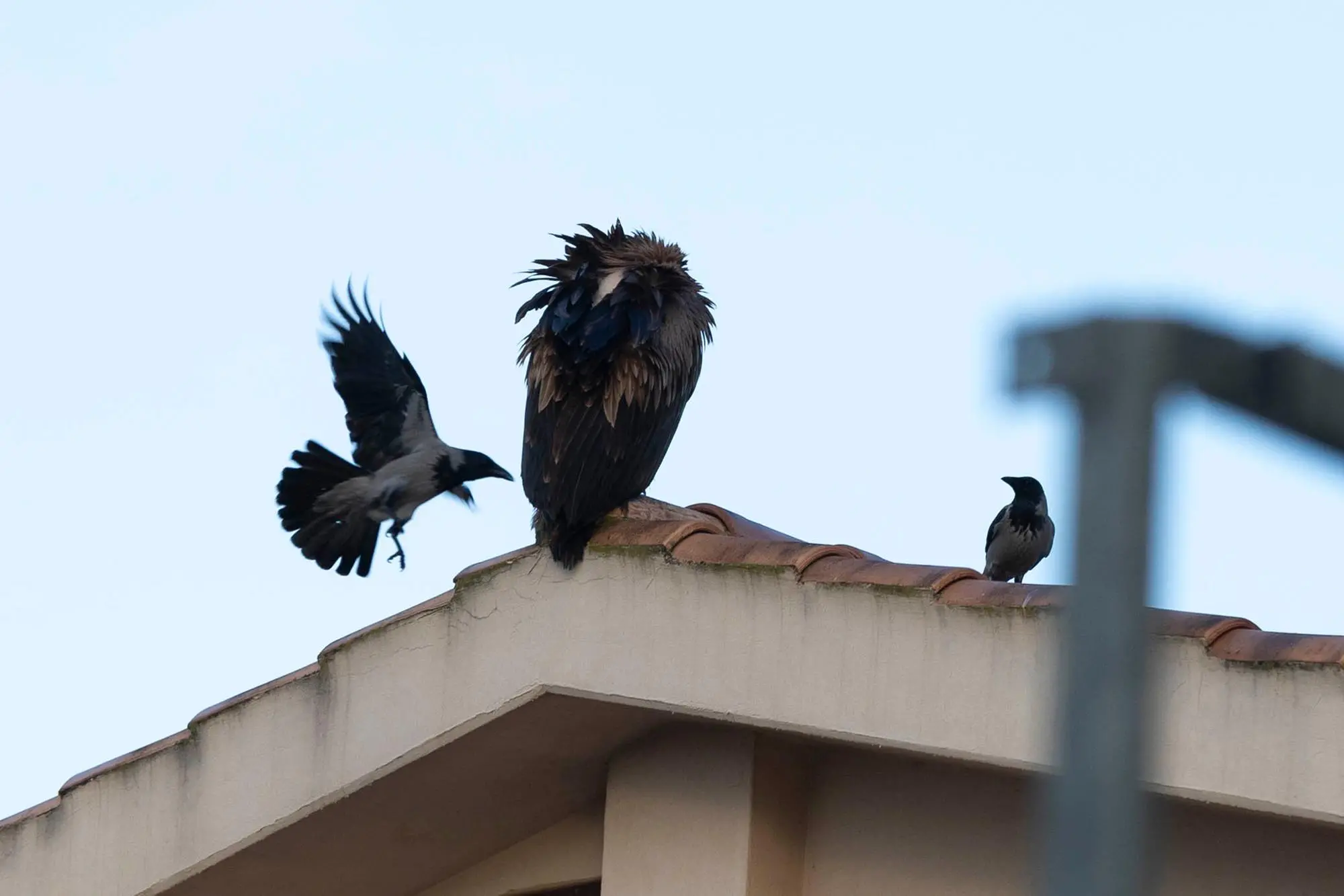 Il grifone questa mattina a Carbonia, disturbato dalle cornacchie (foto Fabio Murru)