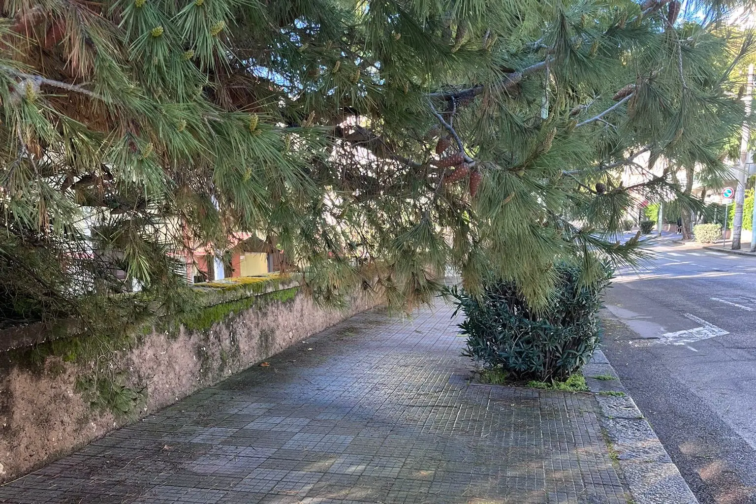 Pino pericolante in via Milano, a Cagliari (L'Unione Sarda)