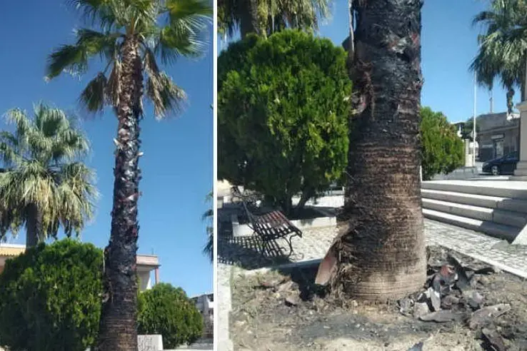 La palma bruciata e, a destra, il tronco danneggiato (foto Giorgia Daga)