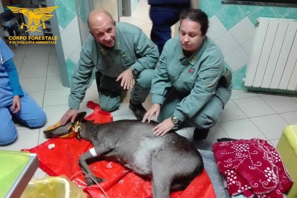 Aggredita dai cani randagi: salvata una femmina di cervo sulla spiaggia di Marceddì