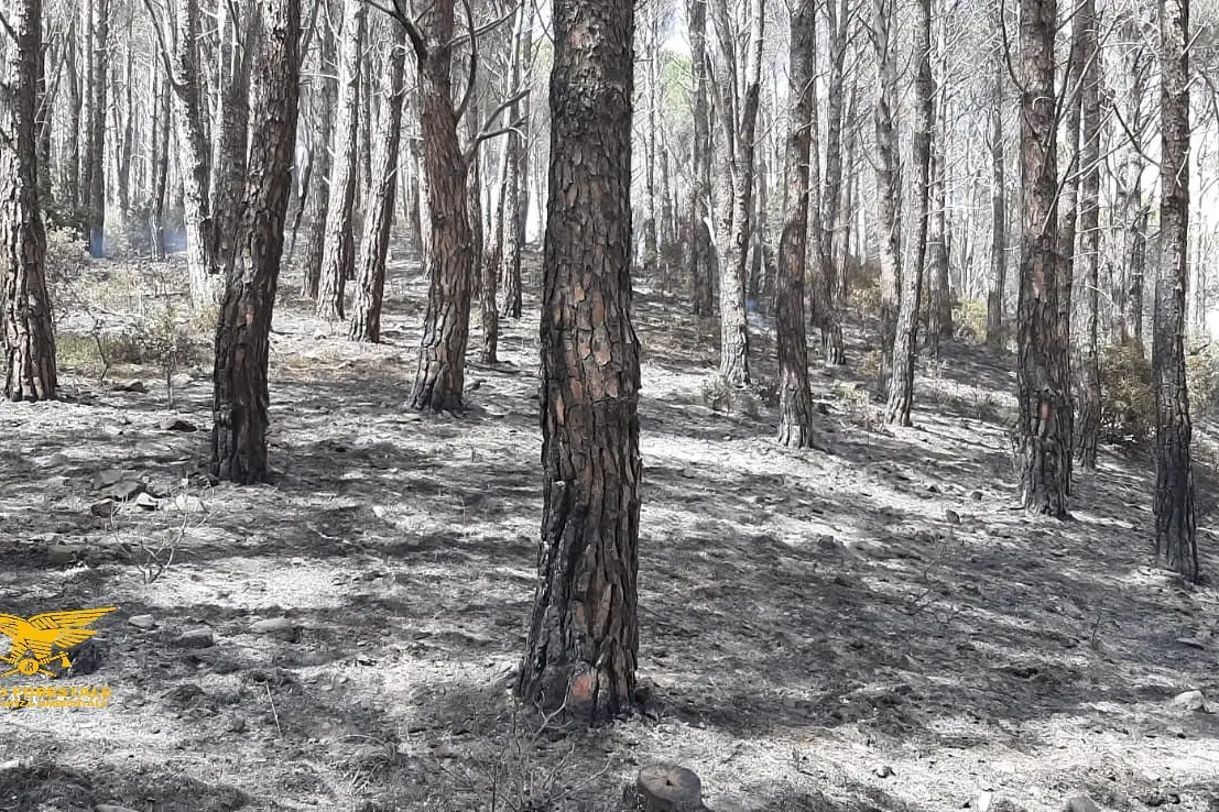 Villacidro, incendio in pineta (foto Corpo Forestale)