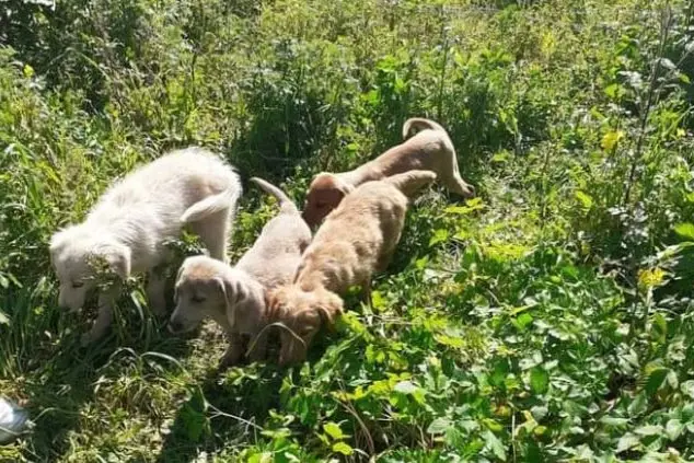 I cuccioli nell'agro di Ponte Pizzinnu (foto Pala)