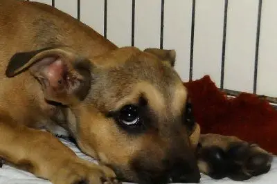 Il cucciolo picchiato ieri a Oristano