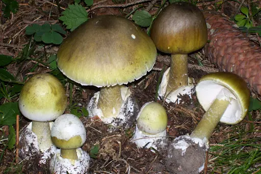 Esemplari di amanita Phalloides
