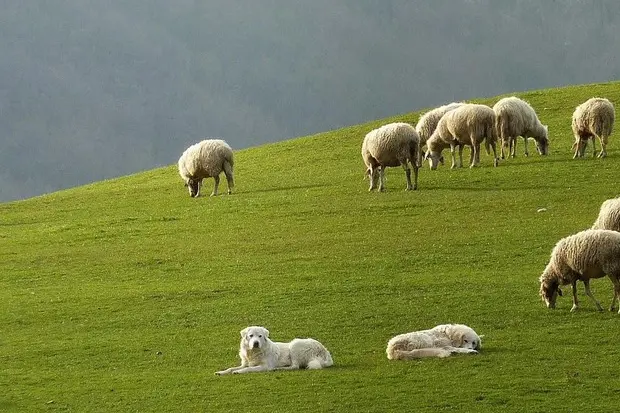 Immagine simbolo (foto Ansa)